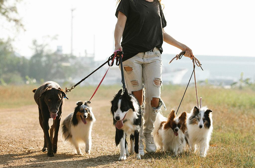 Seguro para cuidadores de perros