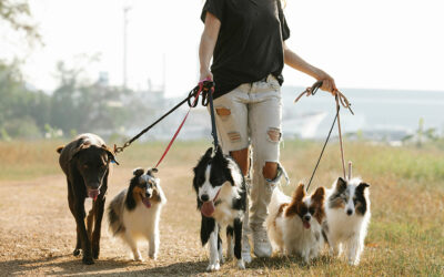 Seguro para cuidadores de perros: la protección que necesitas